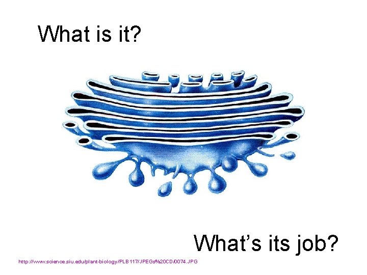 What is it? What’s its job? http: //www. science. siu. edu/plant-biology/PLB 117/JPEGs%20 CD/0074. JPG
