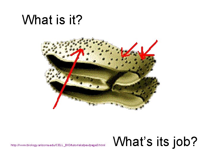 What is it? http: //www. biology. arizona. edu/CELL_BIO/tutorials/pev/page 3. html What’s its job? 