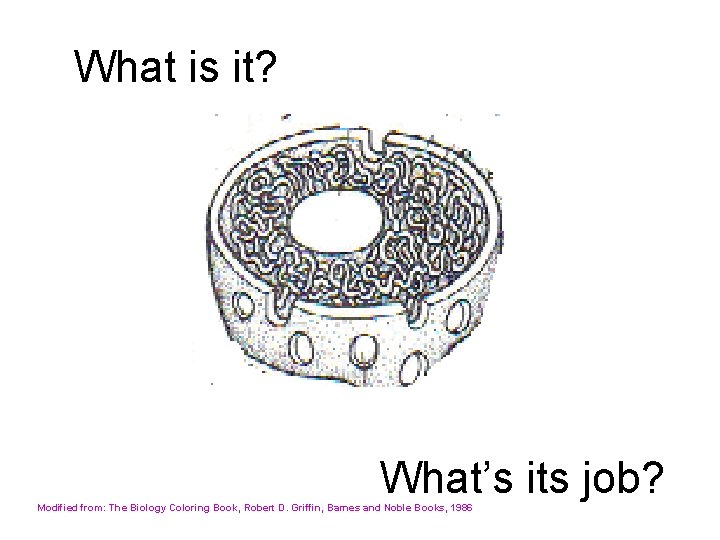 What is it? What’s its job? Modified from: The Biology Coloring Book, Robert D.