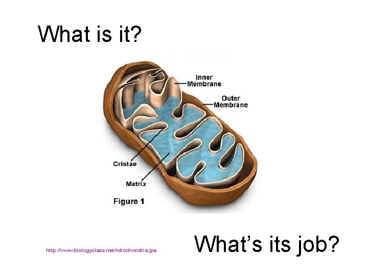 What is it? http: //www. biologyclass. net/mitochondria. jpe What’s its job? 