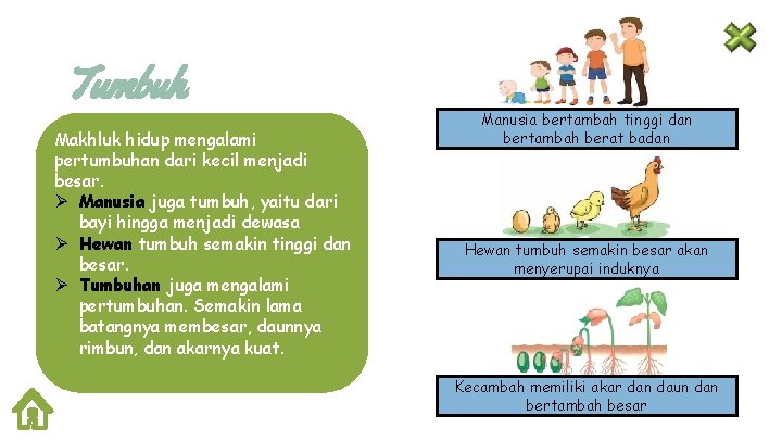 Tumbuh Makhluk hidup mengalami pertumbuhan dari kecil menjadi besar. Ø Manusia juga tumbuh, yaitu