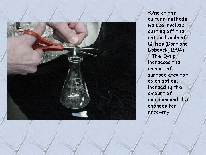  • One of the culture methods we use involves cutting off the cotton