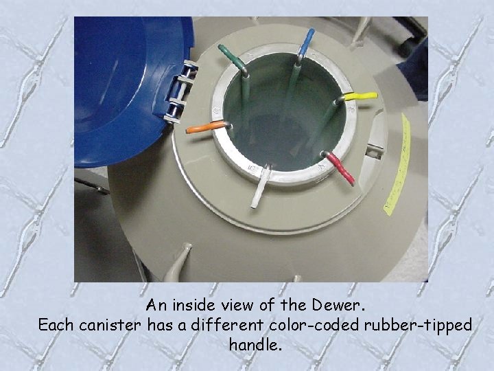 An inside view of the Dewer. Each canister has a different color-coded rubber-tipped handle.