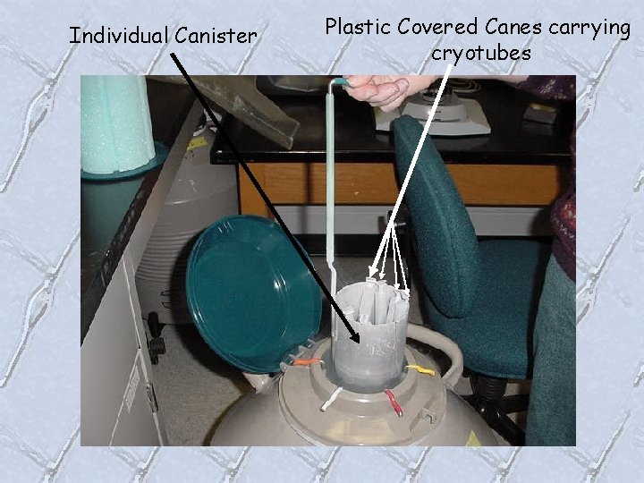 Individual Canister Plastic Covered Canes carrying cryotubes 