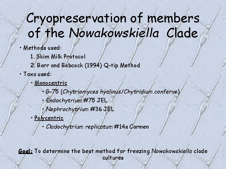 Cryopreservation of members of the Nowakowskiella Clade • Methods used: 1. Skim Milk Protocol