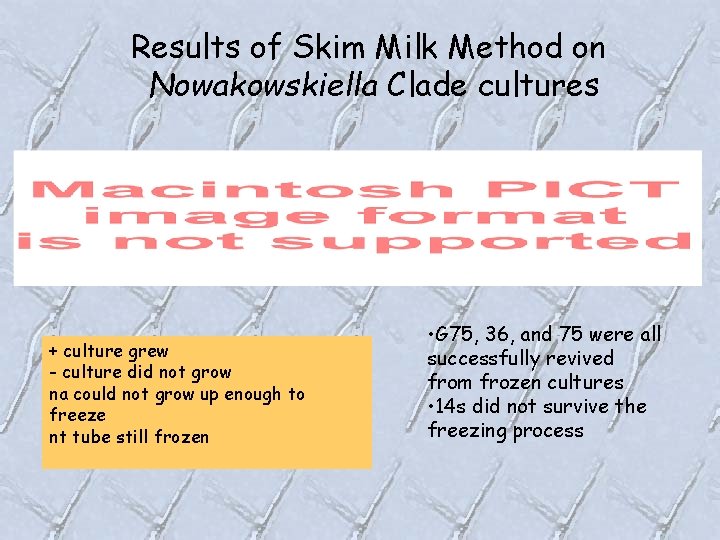 Results of Skim Milk Method on Nowakowskiella Clade cultures + culture grew - culture