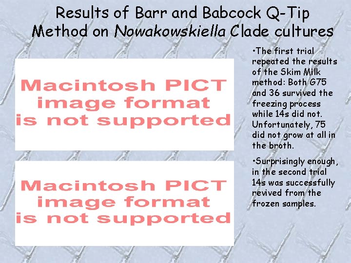 Results of Barr and Babcock Q-Tip Method on Nowakowskiella Clade cultures • The first