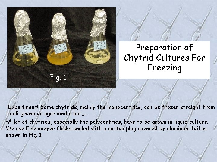 Fig. 1 Preparation of Chytrid Cultures For Freezing • Experiment! Some chytrids, mainly the