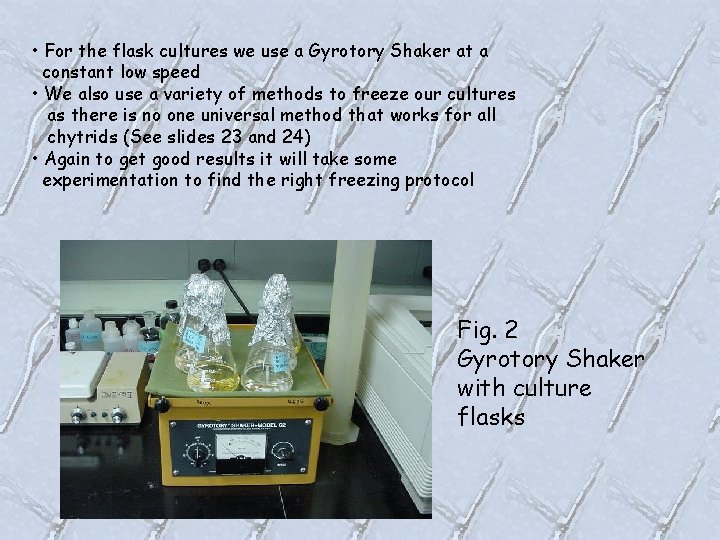  • For the flask cultures we use a Gyrotory Shaker at a constant