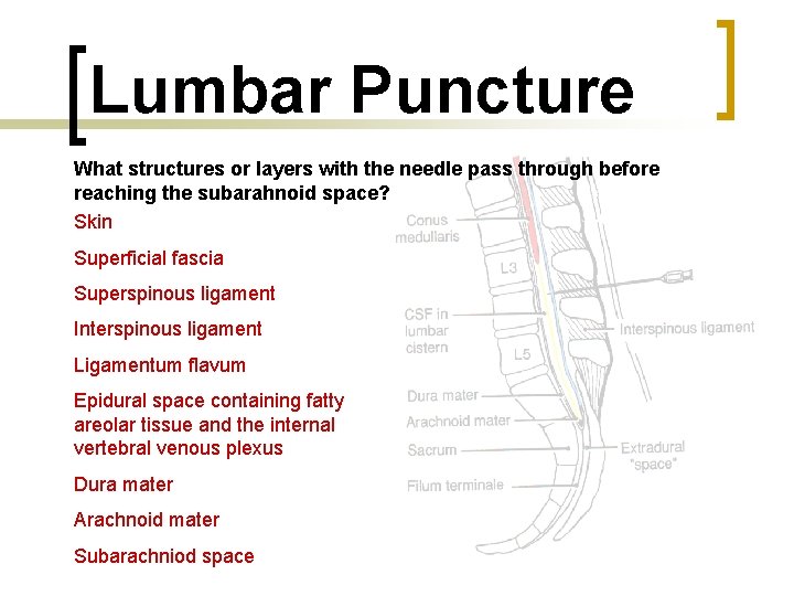 Lumbar Puncture What structures or layers with the needle pass through before reaching the