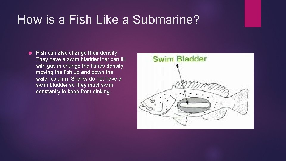 How is a Fish Like a Submarine? Fish can also change their density. They