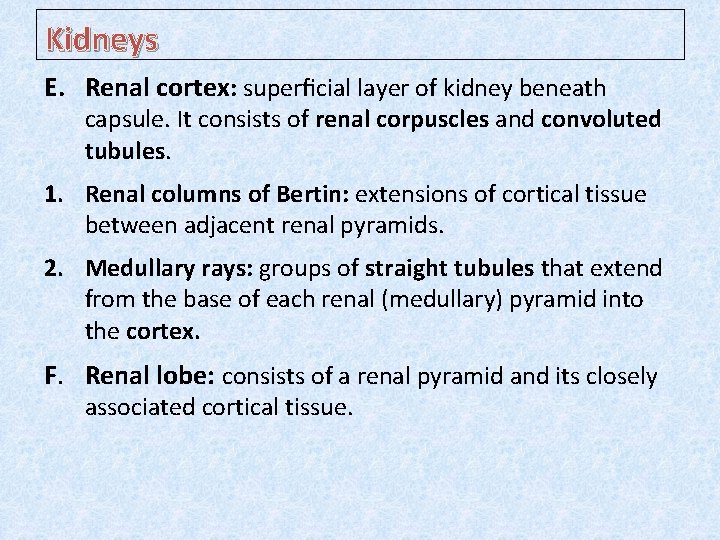 Kidneys E. Renal cortex: superﬁcial layer of kidney beneath capsule. It consists of renal