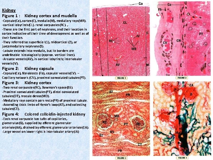 Kidney Figure 1 : Kidney cortex and mudella -Capsule(Ca), cortex(C), medulla(M), medullary rays(MR). -cortical