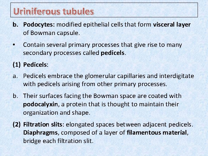 Uriniferous tubules b. Podocytes: modified epithelial cells that form visceral layer of Bowman capsule.