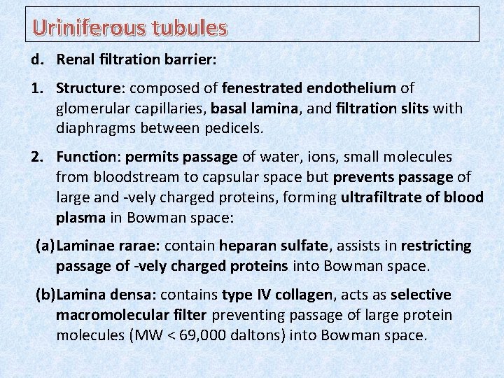 Uriniferous tubules d. Renal ﬁltration barrier: 1. Structure: composed of fenestrated endothelium of glomerular