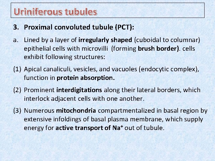Uriniferous tubules 3. Proximal convoluted tubule (PCT): a. Lined by a layer of irregularly
