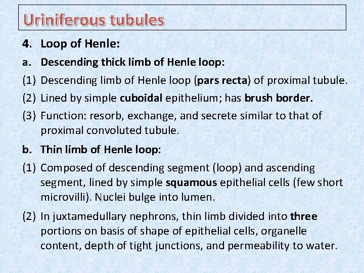 Uriniferous tubules 4. Loop of Henle: a. (1) (2) (3) Descending thick limb of