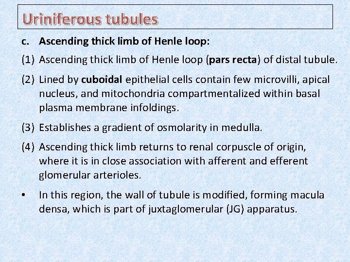 Uriniferous tubules c. Ascending thick limb of Henle loop: (1) Ascending thick limb of
