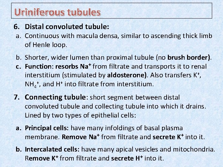 Uriniferous tubules 6. Distal convoluted tubule: a. Continuous with macula densa, similar to ascending