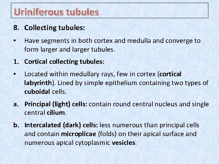 Uriniferous tubules 8. Collecting tubules: • Have segments in both cortex and medulla and