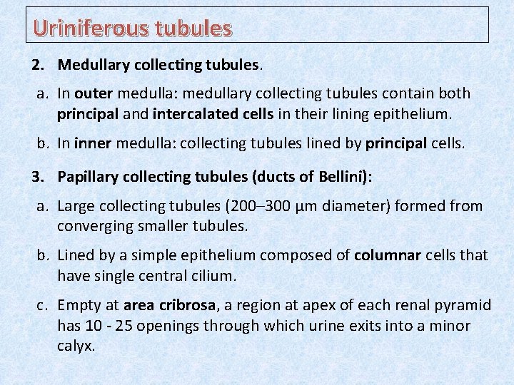 Uriniferous tubules 2. Medullary collecting tubules. a. In outer medulla: medullary collecting tubules contain