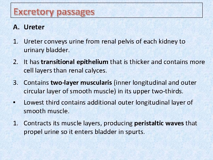 Excretory passages A. Ureter 1. Ureter conveys urine from renal pelvis of each kidney