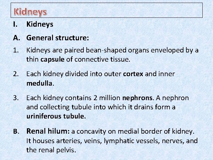 Kidneys I. Kidneys A. General structure: 1. Kidneys are paired bean-shaped organs enveloped by