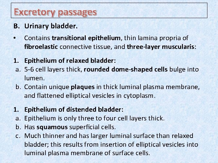 Excretory passages B. Urinary bladder. • Contains transitional epithelium, thin lamina propria of ﬁbroelastic