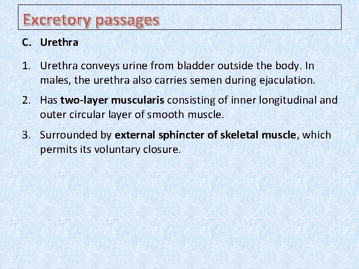 Excretory passages C. Urethra 1. Urethra conveys urine from bladder outside the body. In