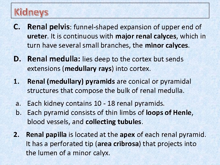 Kidneys C. Renal pelvis: funnel-shaped expansion of upper end of ureter. It is continuous