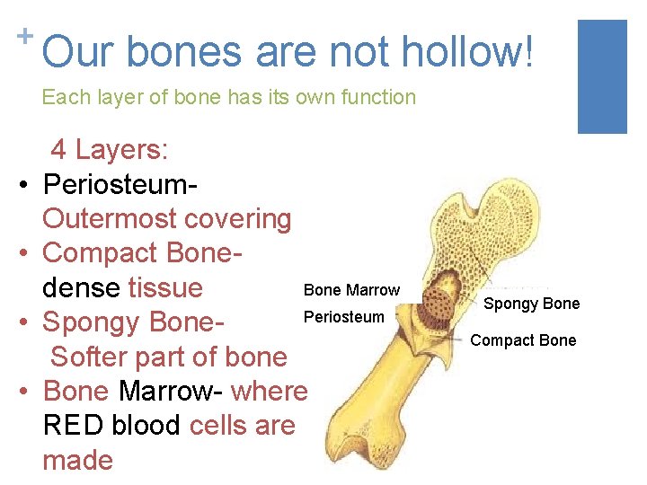 What do you know about bones and muscles