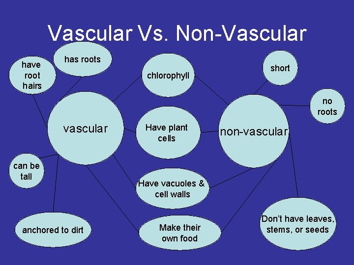 Vascular Vs. Non-Vascular have root hairs has roots chlorophyll short no roots vascular can
