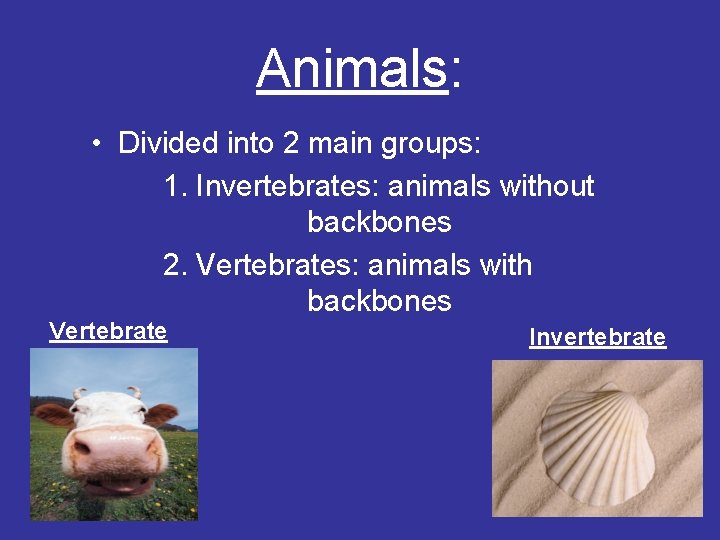 Animals: • Divided into 2 main groups: 1. Invertebrates: animals without backbones 2. Vertebrates: