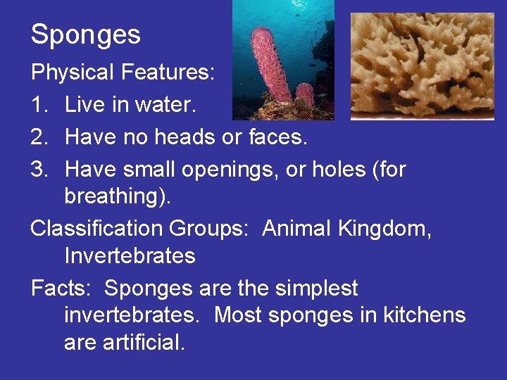 Sponges Physical Features: 1. Live in water. 2. Have no heads or faces. 3.
