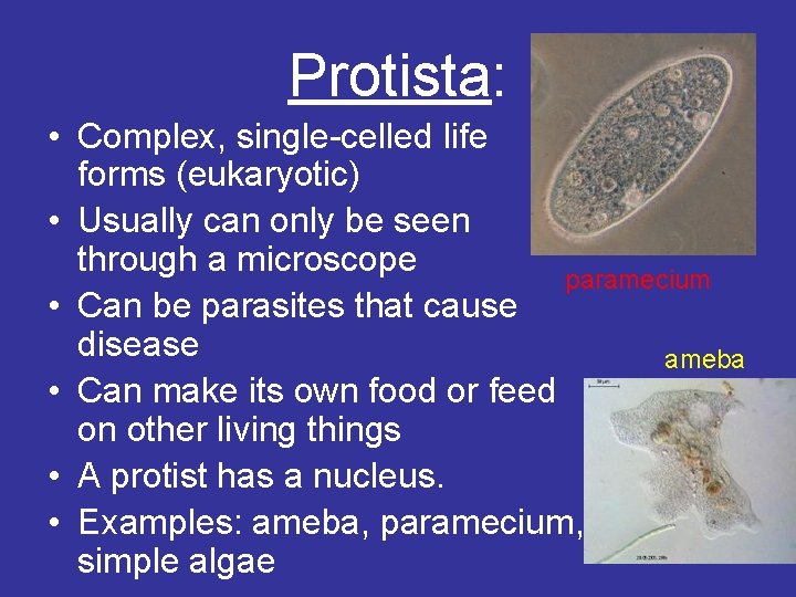 Protista: • Complex, single-celled life forms (eukaryotic) • Usually can only be seen through