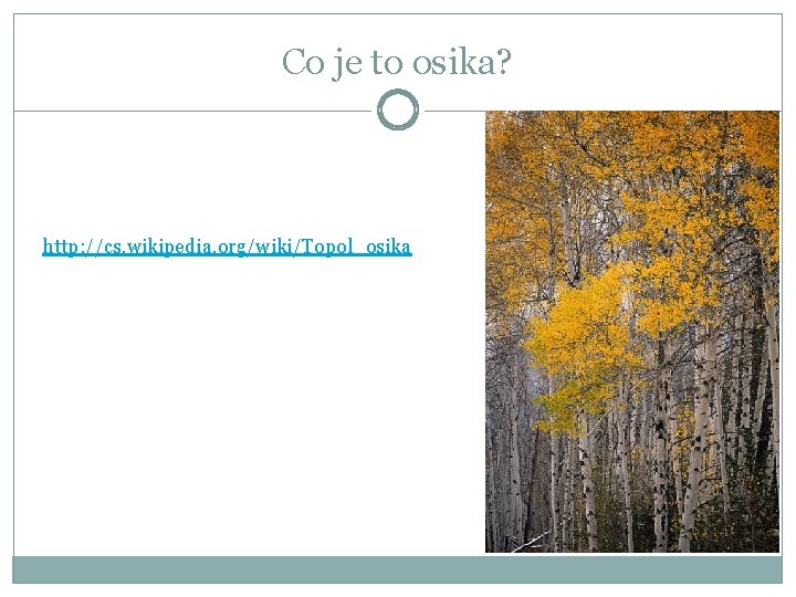 Co je to osika? http: //cs. wikipedia. org/wiki/Topol_osika 