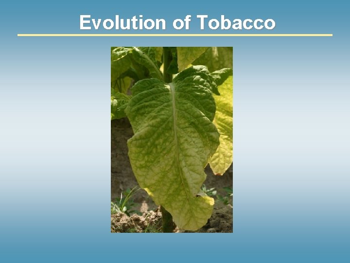 Evolution of Tobacco 