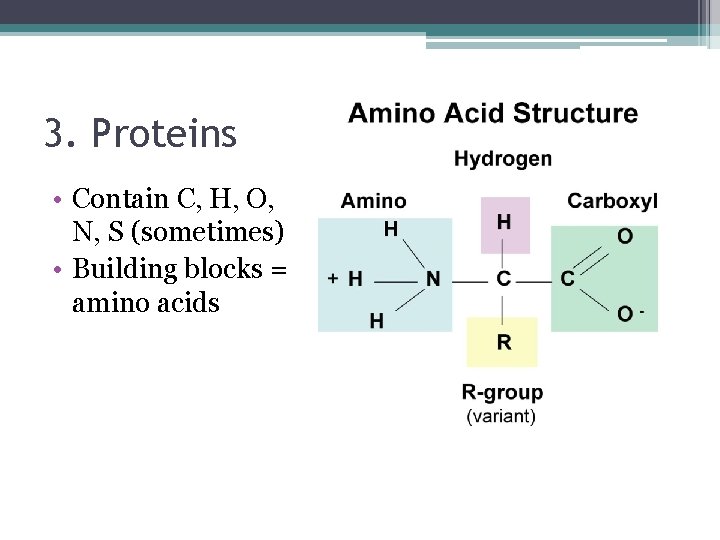 3. Proteins • Contain C, H, O, N, S (sometimes) • Building blocks =