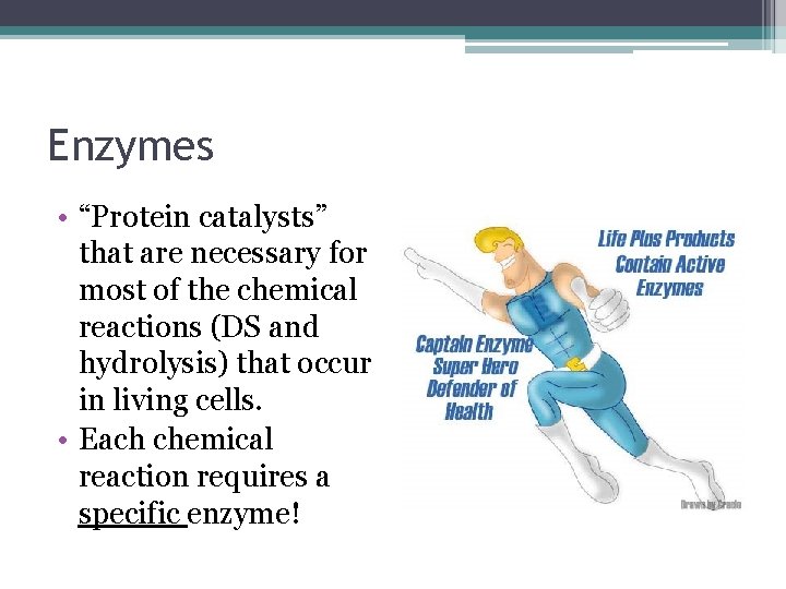 Enzymes • “Protein catalysts” that are necessary for most of the chemical reactions (DS