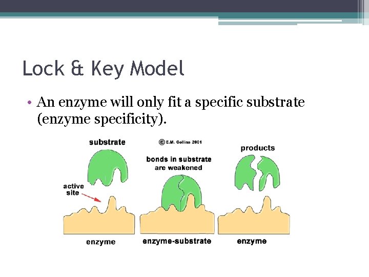 Lock & Key Model • An enzyme will only fit a specific substrate (enzyme
