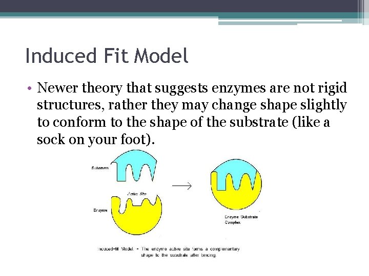 Induced Fit Model • Newer theory that suggests enzymes are not rigid structures, rather