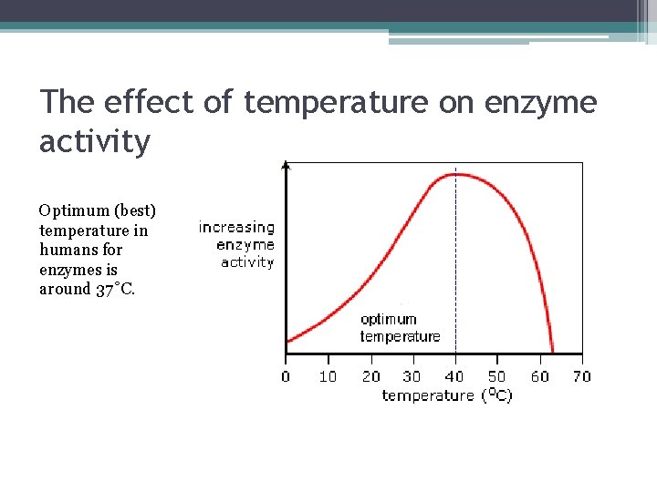 The effect of temperature on enzyme activity Optimum (best) temperature in humans for enzymes