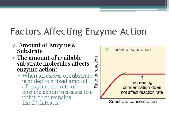 Factors Affecting Enzyme Action 2. Amount of Enzyme & Substrate • The amount of