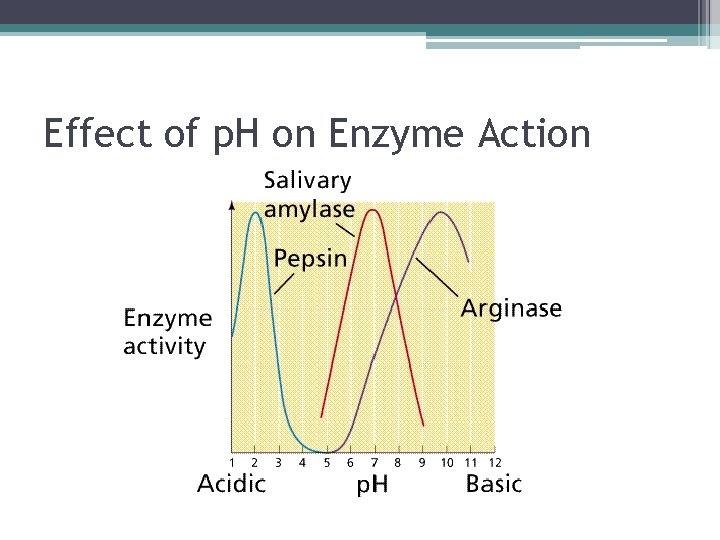 Effect of p. H on Enzyme Action 