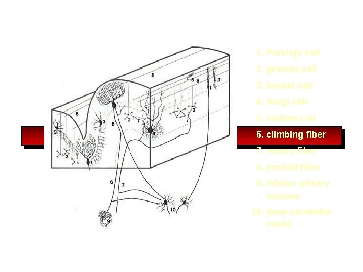 1. Purkinje cell 2. granule cell 3. basket cell 4. Golgi cell 5. stellate