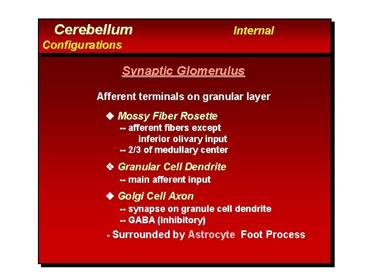 Cerebellum Internal Configurations Synaptic Glomerulus Afferent terminals on granular layer Mossy Fiber Rosette --