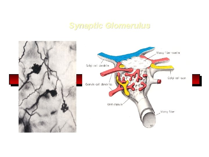 Synaptic Glomerulus 
