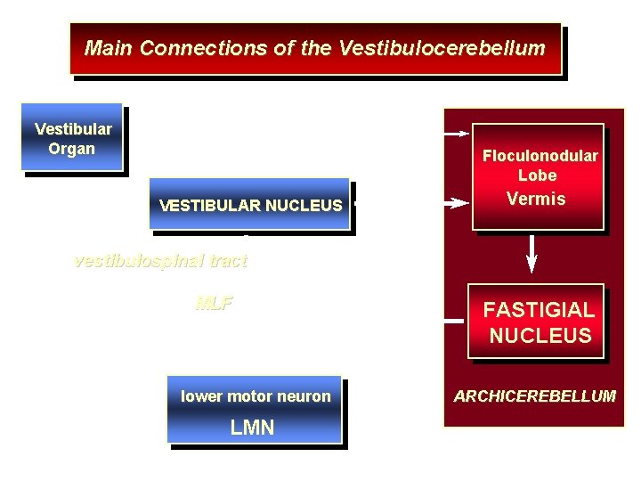 Main Connections of the Vestibulocerebellum Vestibular Organ Floculonodular Lobe VESTIBULAR NUCLEUS Vermis vestibulospinal tract