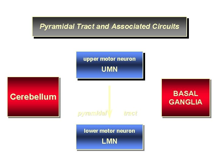 Pyramidal Tract and Associated Circuits upper motor neuron UMN BASAL GANGLIA Cerebellum pyramidal tract