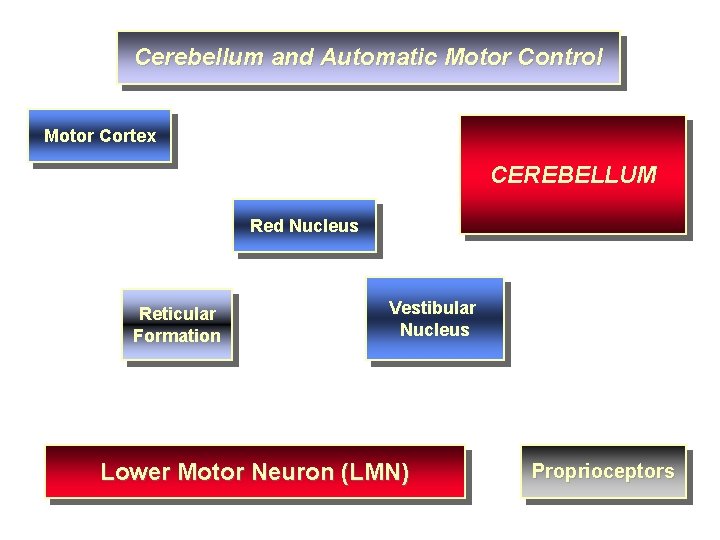 Cerebellum and Automatic Motor Control Motor Cortex CEREBELLUM Red Nucleus Reticular Formation Vestibular Nucleus